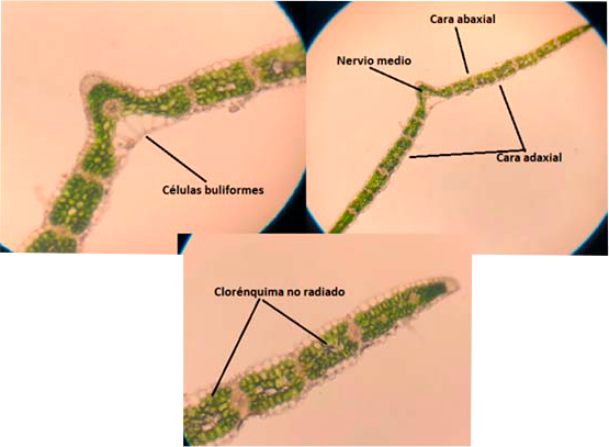 Dactylis glomerata